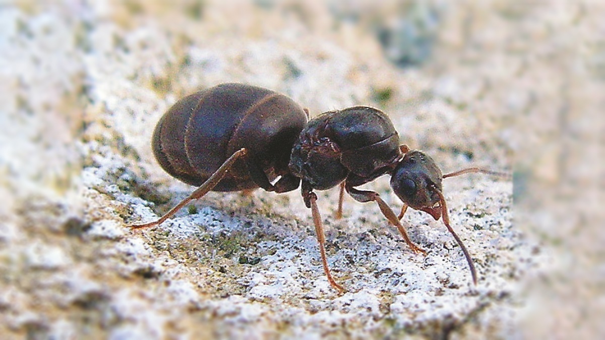 ant picnic c1 ant picnic c1